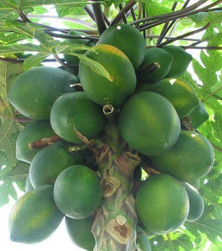 40 Carica Papaya - Coorg Honeydew Seeds - Seed World