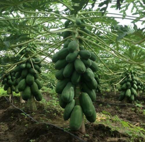 40 Carica Papaya - Coorg Honeydew Seeds - Seed World