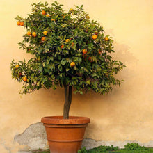 40 Dwarf Mandarin Tangerine Citrus Tree Seeds - Seed World