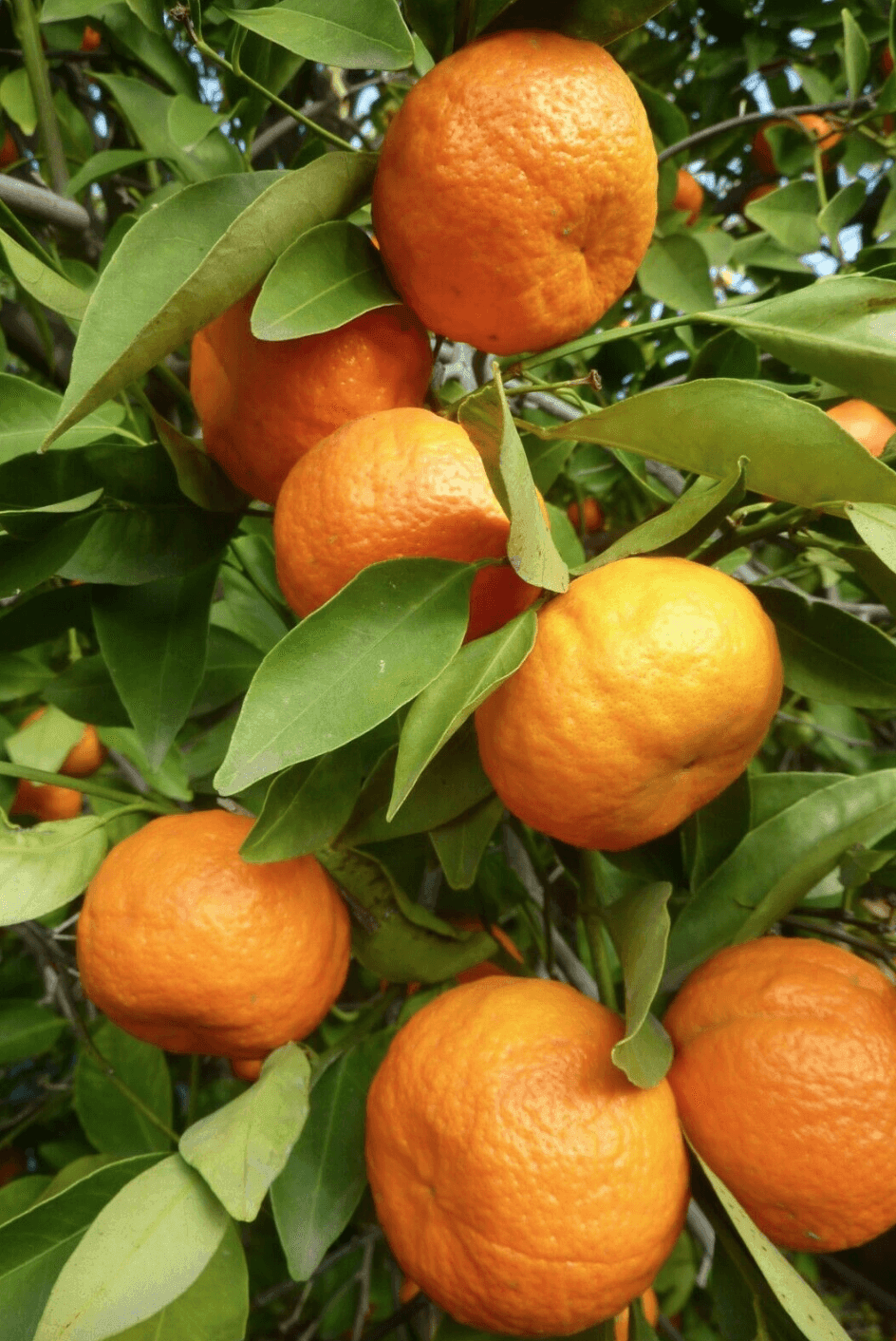 40 Dwarf Mandarin Tangerine Citrus Tree Seeds - Seed World