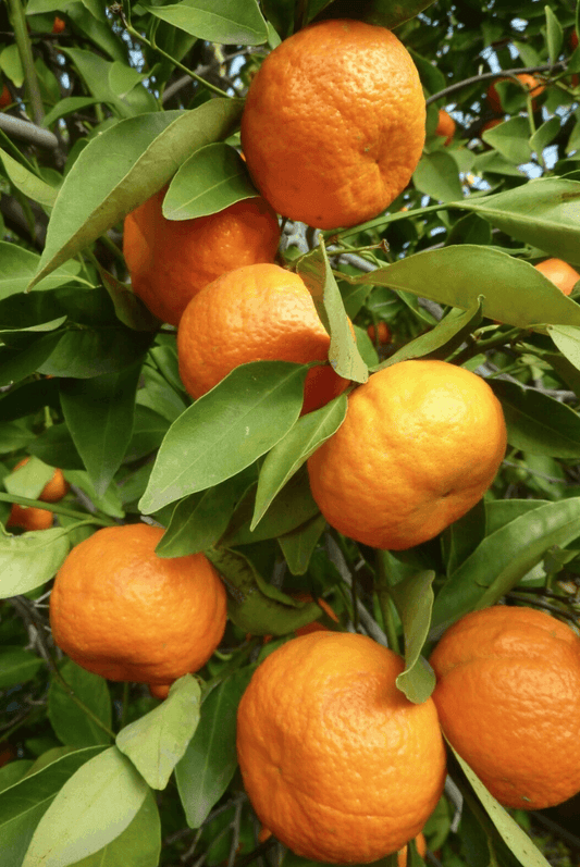 40 Dwarf Mandarin Tangerine Citrus Tree Seeds - Seed World