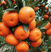 40 Dwarf Mandarin Tangerine Citrus Tree Seeds - Seed World