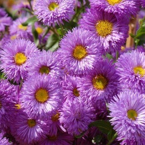 40 Erigeron ( Speciosus Azure Fairy) Seeds - Seed World
