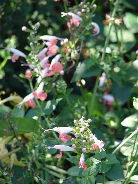 40 Hummingbird Coral Nymph Salvia Flower Seeds - Seed World
