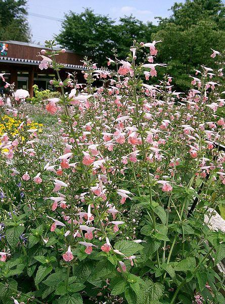 40 Hummingbird Coral Nymph Salvia Flower Seeds - Seed World
