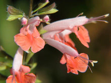 40 Hummingbird Coral Nymph Salvia Flower Seeds - Seed World