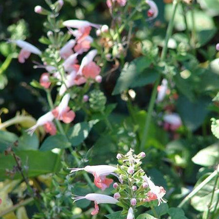 40 Hummingbird Coral Nymph Salvia Seeds - Seed World