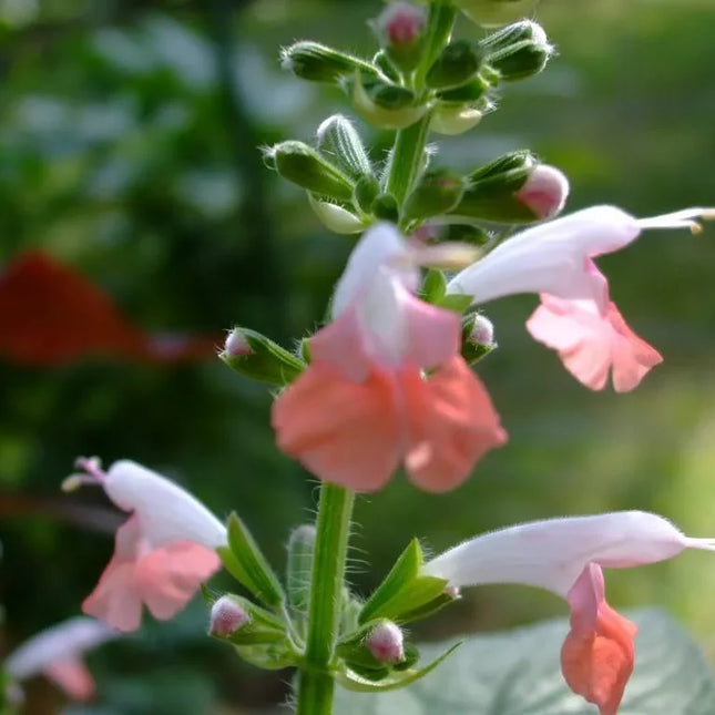 40 Hummingbird Coral Nymph Salvia Seeds - Seed World