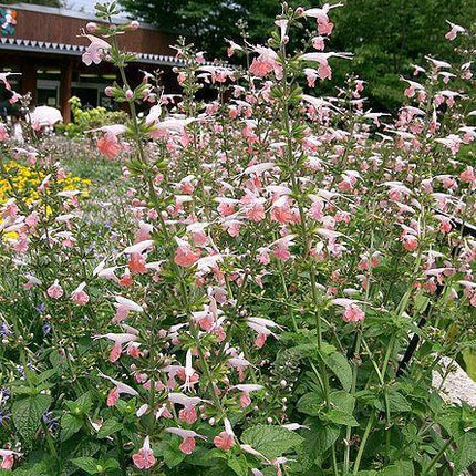 40 Hummingbird Coral Nymph Salvia Seeds - Seed World