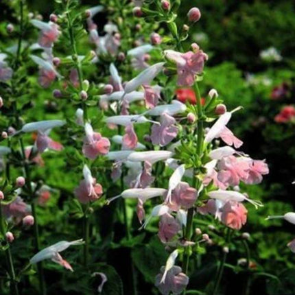 40 Hummingbird Coral Nymph Salvia Seeds - Seed World