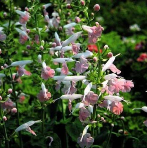 40 Hummingbird Coral Nymph Salvia Seeds - Seed World