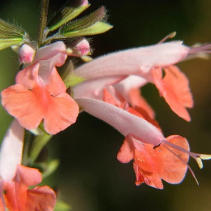 40 Hummingbird Coral Nymph Salvia Seeds - Seed World