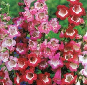 40 Penstemon Hartwegii Sensation Mix Seeds - Seed World