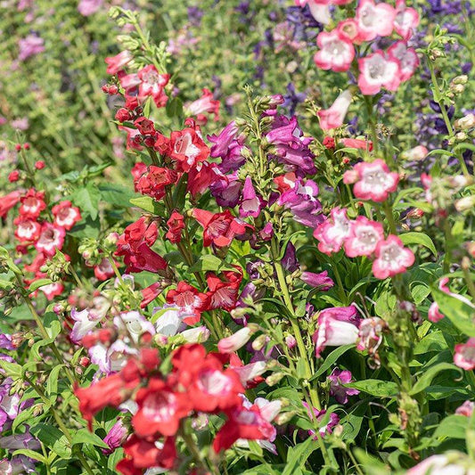 40 Penstemon Hartwegii Sensation Mix Seeds - Seed World