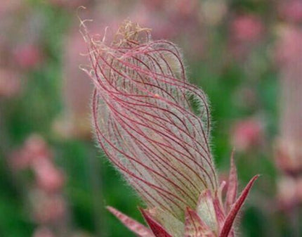 40 Prairie Smoke Flower Seeds - Seed World