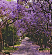 40 Purple Jacaranda Mimosifolia Seeds - Seed World