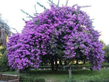 40 Purple Jacaranda Mimosifolia Seeds - Seed World