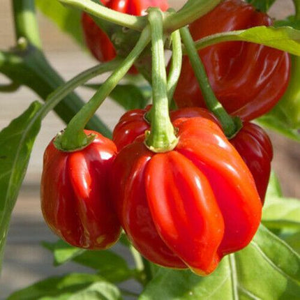 40 Red Scotch Bonnet Pepper Seeds - Seed World