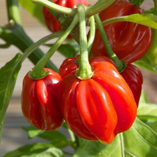 40 Red Scotch Bonnet Pepper Seeds - Seed World