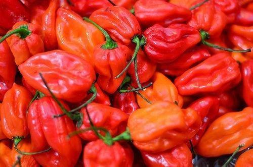40+ Red Scotch Bonnet Pepper Seeds | Fresh Heirloom Non-GMO Garden Seeds USA - Seed World