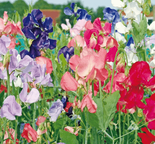 40 Sweet Pea Seeds - Early Multiflora Mix - Seed World