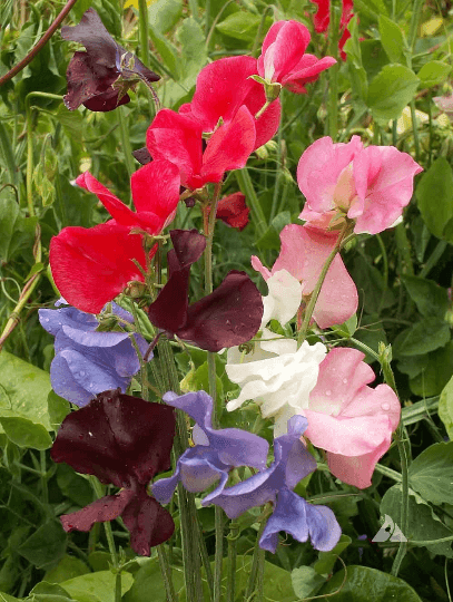 40 Sweet Pea Seeds - Early Multiflora Mix - Seed World