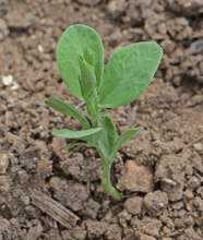 40 Sweet Pea Seeds - Early Multiflora Mix - Seed World