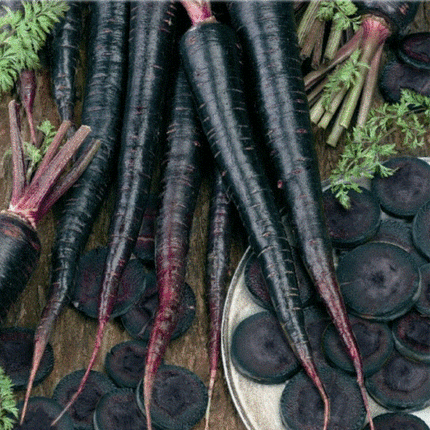 400 Black Nebula Carrot Seeds - Seed World