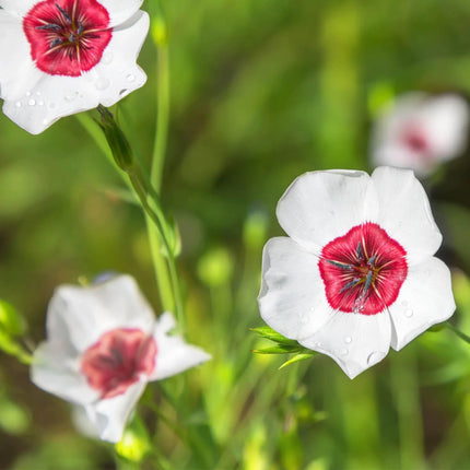 400 Bright Eyes Flax - Linum Grandiflorum Seeds - Seed World