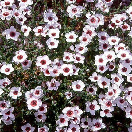 400 Bright Eyes Flax - Linum Grandiflorum Seeds - Seed World