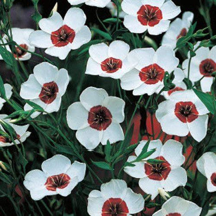 400 Bright Eyes Flax - Linum Grandiflorum Seeds - Seed World