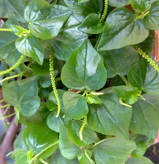 400 Crab Claw Seeds | Peperomia Pellucida - Seed World