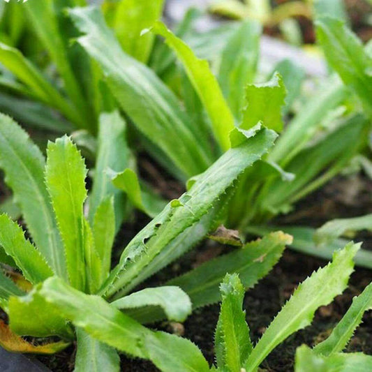 400 Culantro Seeds | Mexican Coriander - Seed World
