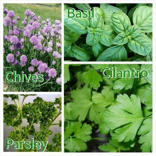 Garden Mix Cilantro Parsley Chives Basil Seeds Seed World