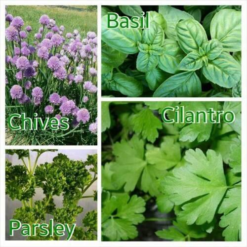 Garden Mix Cilantro - Parsley - Chives - Basil Seeds - Seed World