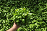 Garden Mix Cilantro - Parsley - Chives - Basil Seeds - Seed World