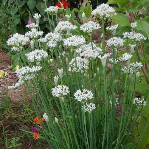 400 Garlic Chives Seeds - Seed World