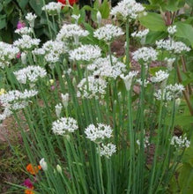 400 Garlic Chives Seeds - Seed World