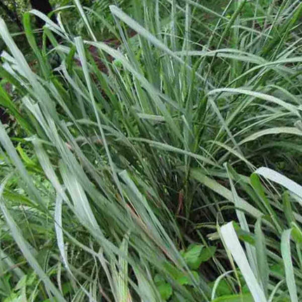400 Lemon Grass Seeds - Seed World