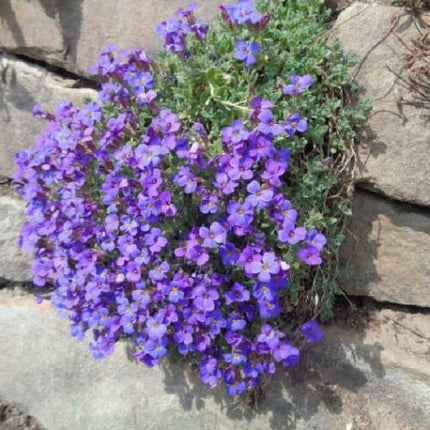 400 Purple Rock Cress Seeds - Seed World