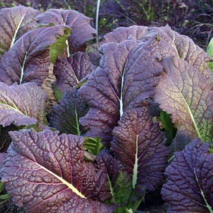 400 Red Giant Mustard Seeds - Seed World