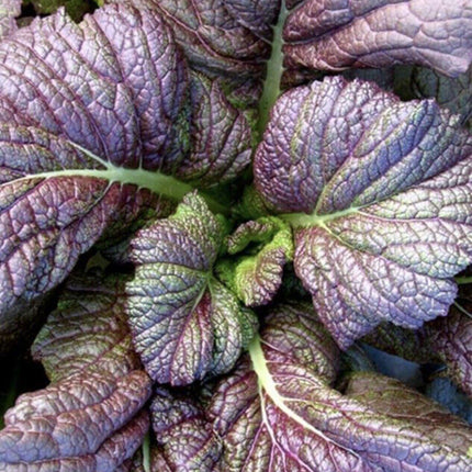400 Red Giant Mustard Seeds - Seed World