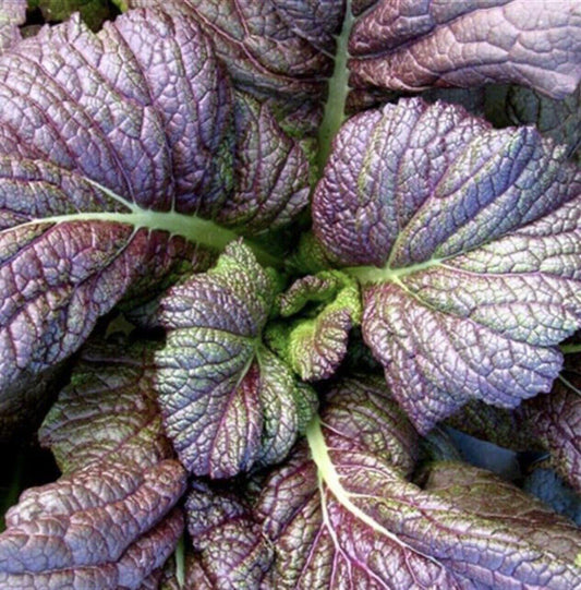 400 Red Giant Mustard Seeds - Seed World