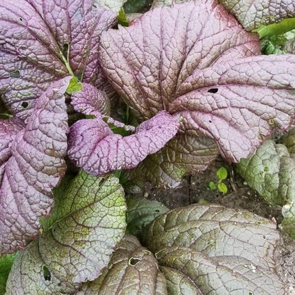 400 Red Giant Mustard Seeds - Seed World
