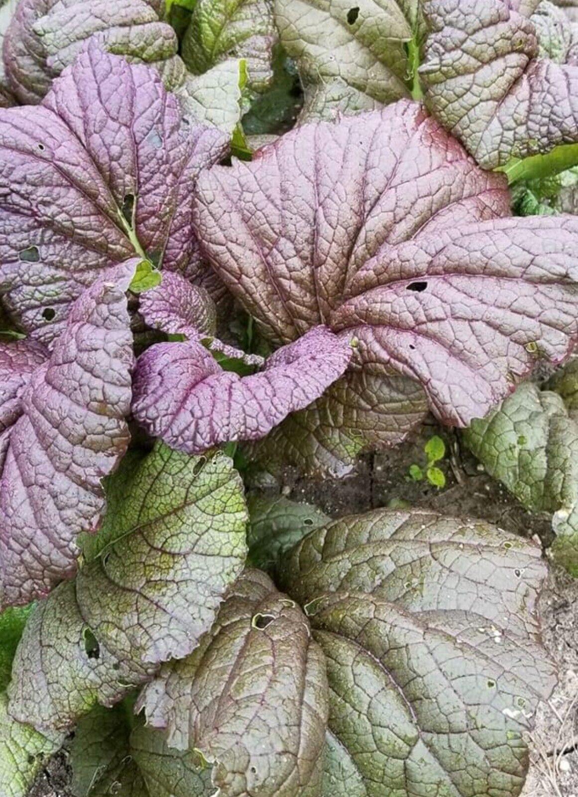 400 Red Giant Mustard Seeds - Seed World