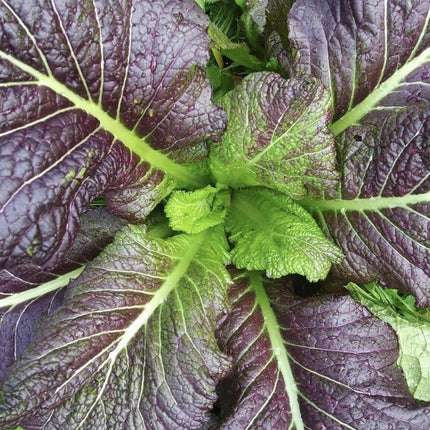 400 Red Giant Mustard Seeds - Seed World