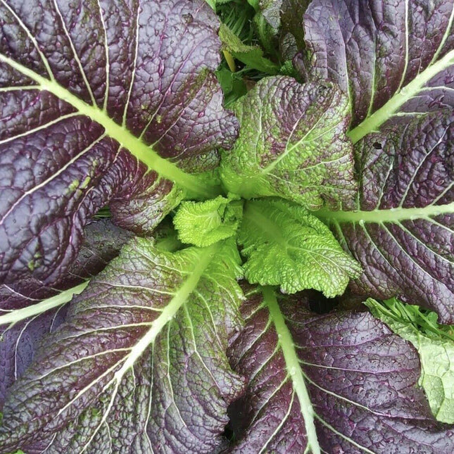 400 Red Giant Mustard Seeds - Seed World
