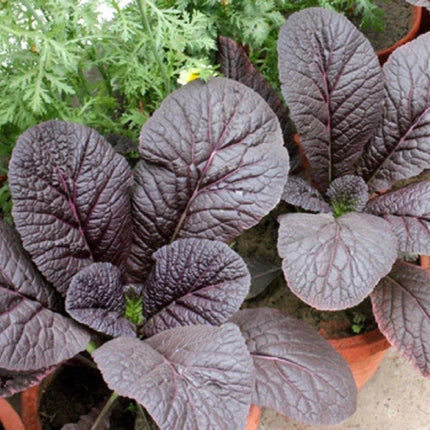 400 Red Giant Mustard Seeds - Seed World