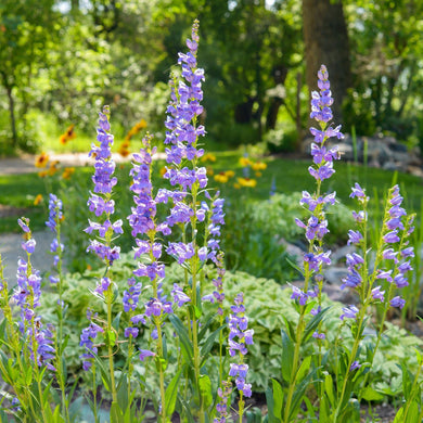 400 Rocky Mountain Penstemon Seeds - Seed World