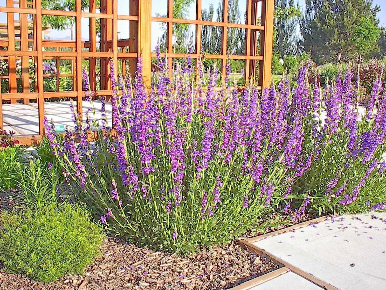 400 Rocky Mountain Penstemon Seeds - Seed World